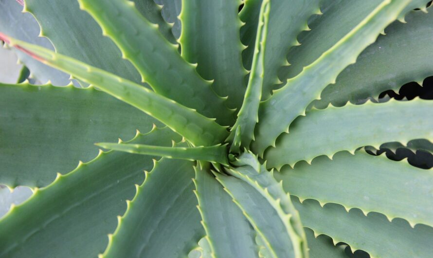 Les Plantes Qui Survivent à Tout: Idéales Pour les Jardiniers Oublieux!