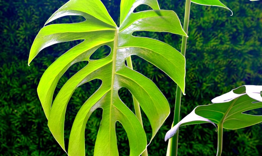 Plantes Exotiques: Créez un Jardin Tropical Même Sous Climat Tempéré!