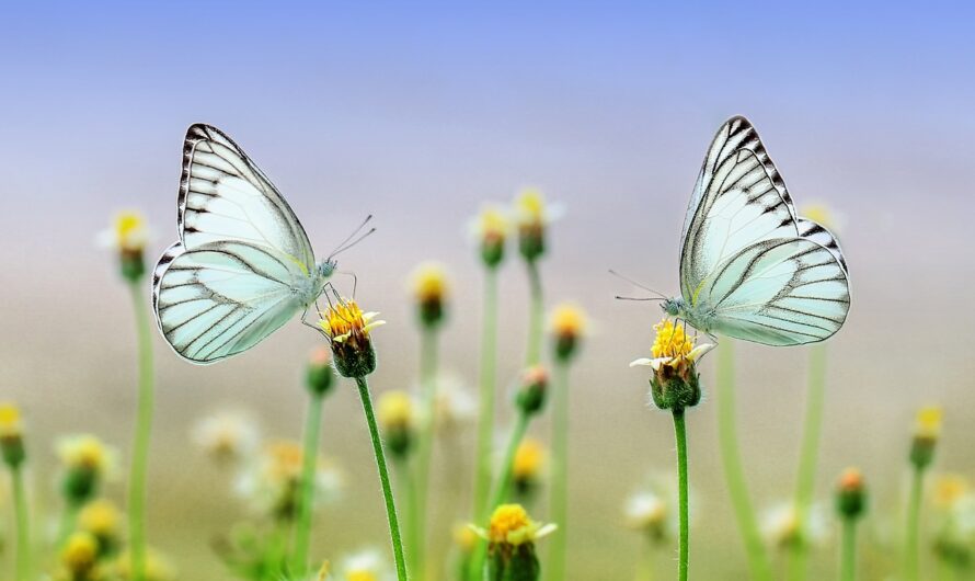 Le Pouvoir des Fleurs: Attirez les Papillons et les Abeilles dans Votre Jardin!