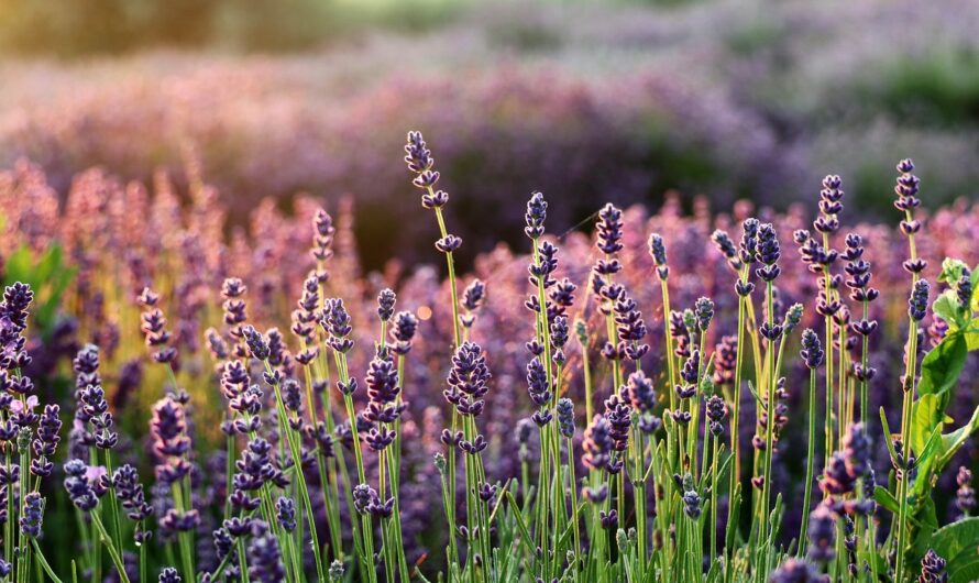 Les plantes les plus faciles pour votre jardin