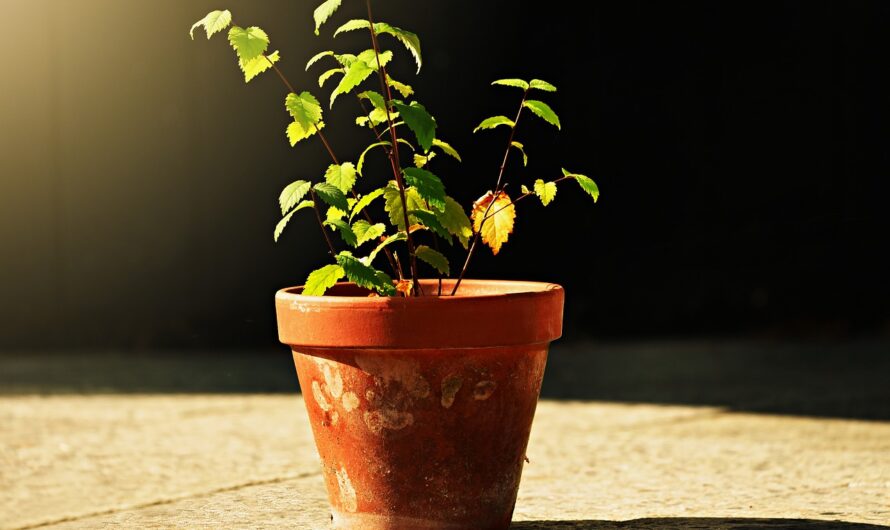 Jardin en Pots: Solutions Créatives Pour Espaces Réduits!