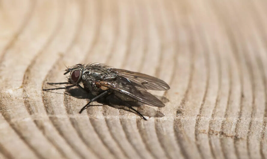 Ce geste courant attire les insectes dans la maison, c’est pire au printemps