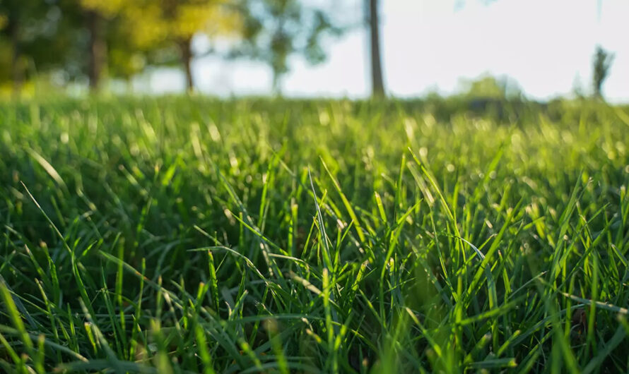 Pour une pelouse digne des plus beaux terrains de golf, les jardiniers n’ont qu’un geste à imiter chaque semaine