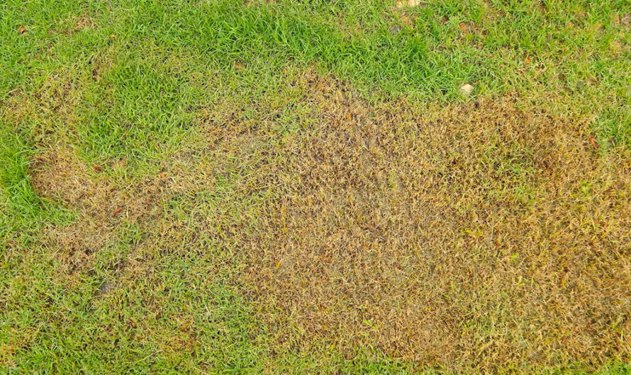 Cette menace invisible détruit les pelouses à la fin de l’été : apprendre à la stopper sans délai