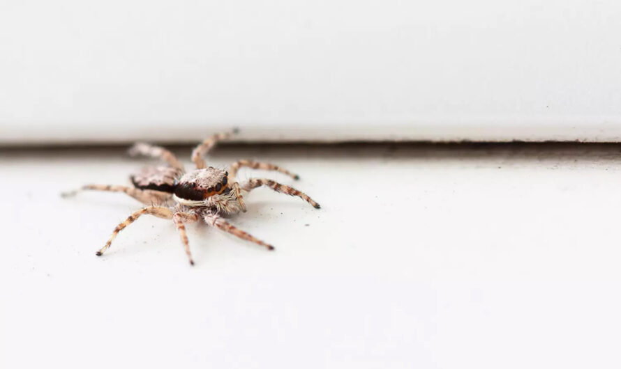 C’est maintenant que les araignées essayent d’entrer : voici comment les bloquer