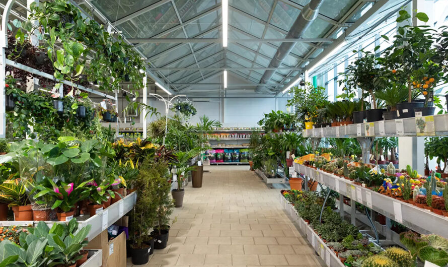 Elle est sublime et résiste aux nuits fraîches : c’est la plante parfaite en septembre