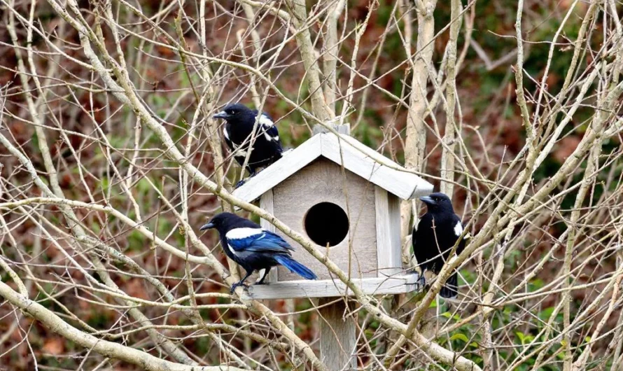 Comment repousser les pies envahissantes cet hiver sans nuire à votre jardin