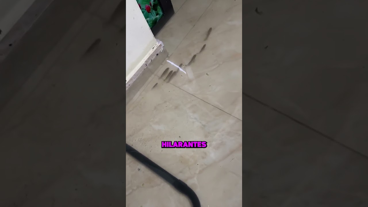 ELLE SE RÉVEILLE… SA MAISON EST UNE PISCINE 😱🏠💦