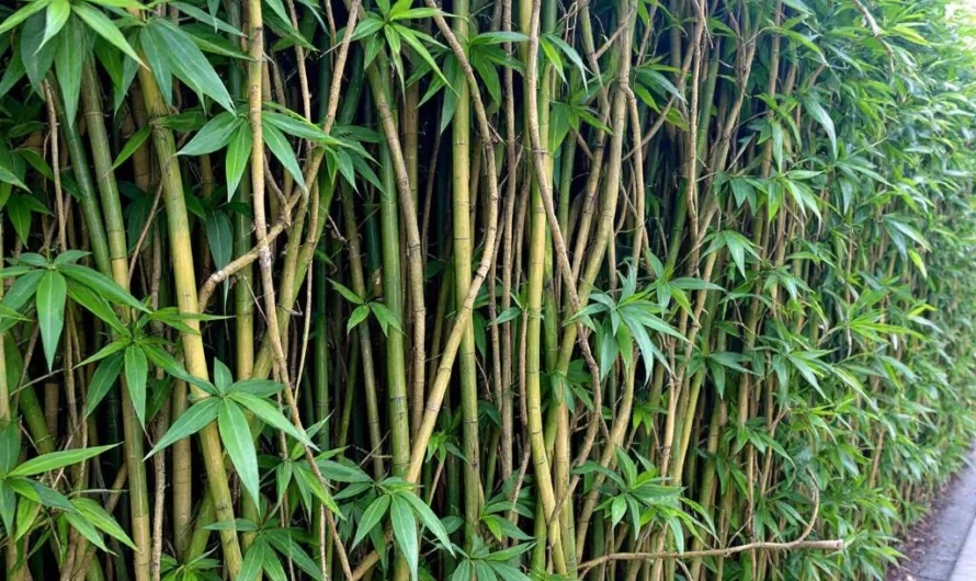 Le bambou traçant : la haie facile qui devient un cauchemar pour votre jardin