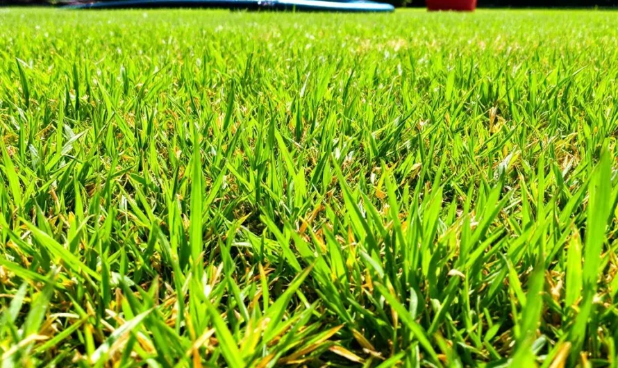 Pourquoi votre pelouse reste jaunâtre malgré tous vos efforts