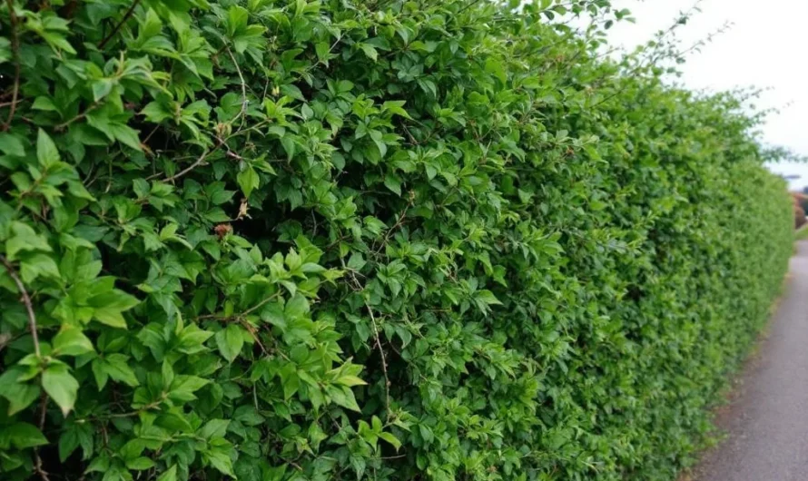 Jungle ou entretien : le vrai coût d&rsquo;une haie laissée à l&rsquo;abandon