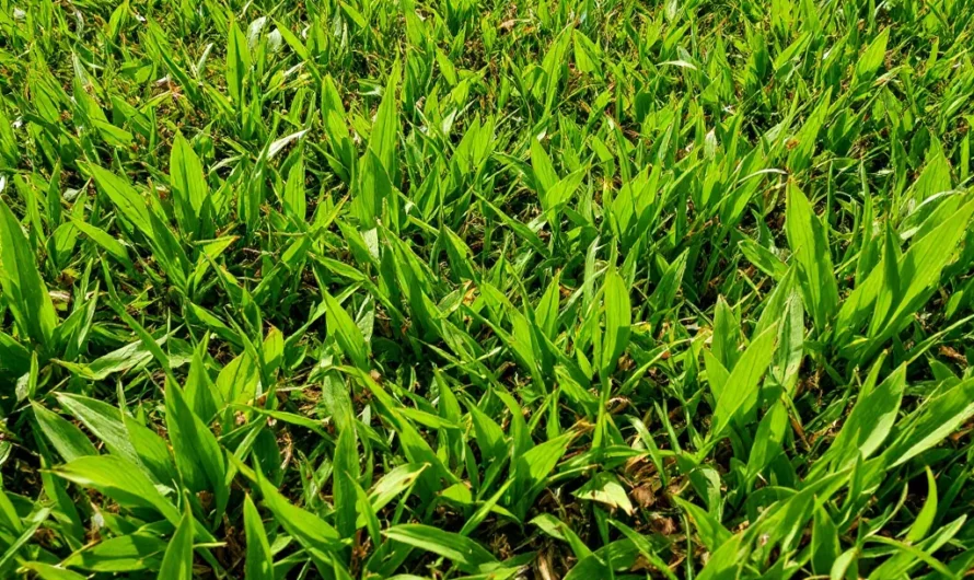 Pelouse en été : 3 erreurs qui la brûlent et comment la sauver