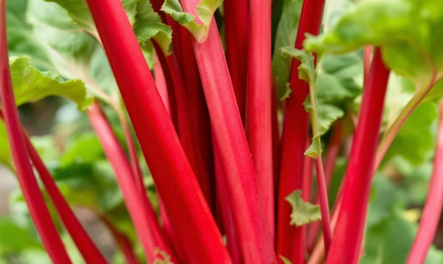 Rhubarbe géante interdite en France : découvrez pourquoi elle est dangereuse